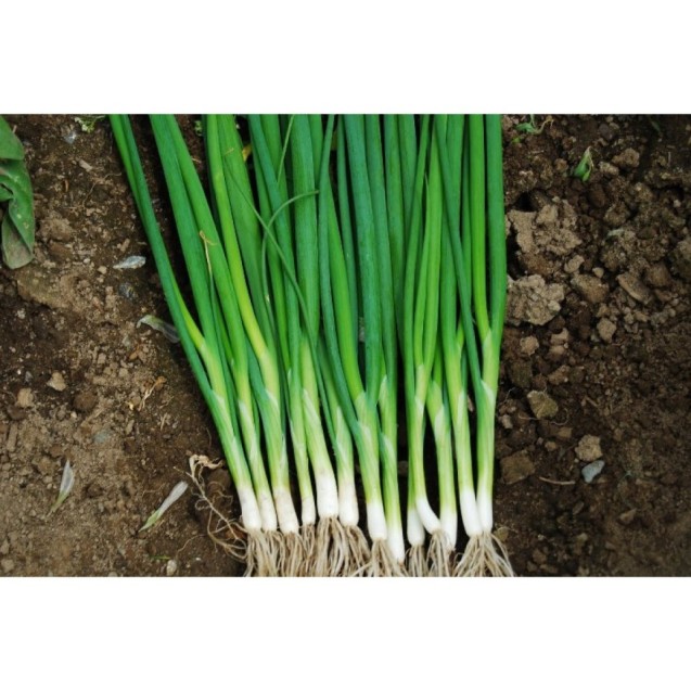 Κρεμμύδι χλωρό Long Tokyo LONG WHITE ISHIKURA USA UG 500gr – Αναβαθμίζει άμεσα τον χώρο σου | iroots.gr