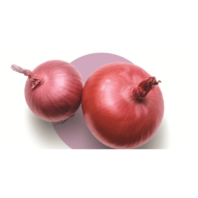 Κρεμμύδι Dimitrios F1 Hazera 100.000 σπόρων (χειμωνιάτικο) – Προσφέρει μοναδική αισθητική | iroots.gr