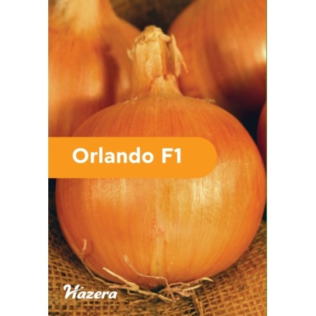 Κρεμμύδι Rhinestone F1 Hazera 100.000 σπόρων (μέσης μέρας) – Αναβαθμίζει άμεσα τον χώρο σου | iroots.gr