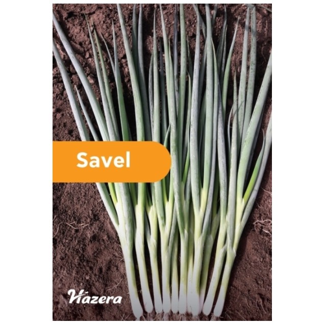 Κρεμμύδι χλωρό Savel F1 Hazera 250.000 σπόρων – Δημιουργεί αίσθηση πολυτέλειας χωρίς κόπο | iroots.gr