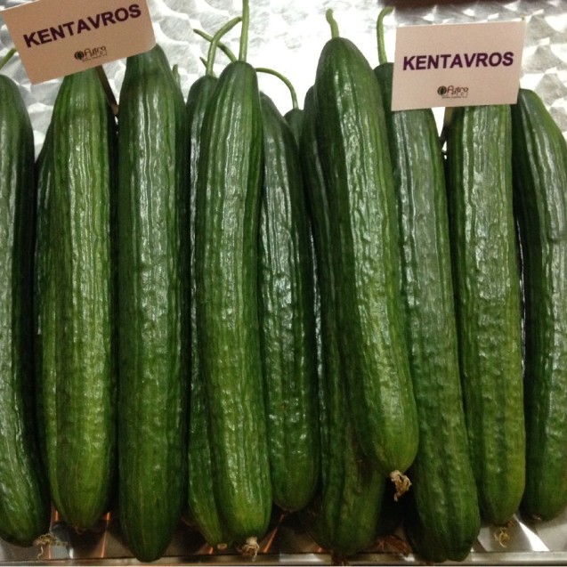 Αγγούρι μακρύ Kentavros F1 100σπόρων Fytro – Δημιουργεί αίσθηση πολυτέλειας χωρίς κόπο | iroots.gr