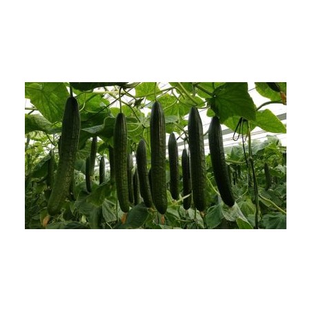 Αγγούρι μακρύ Mussado F1 100σπόρων Fytro – Δημιουργεί αίσθηση πολυτέλειας χωρίς κόπο | iroots.gr