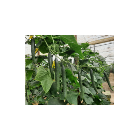 Αγγούρι μακρύ Krissos F1 100σπόρων Fytro – Δημιουργεί αίσθηση πολυτέλειας χωρίς κόπο | iroots.gr