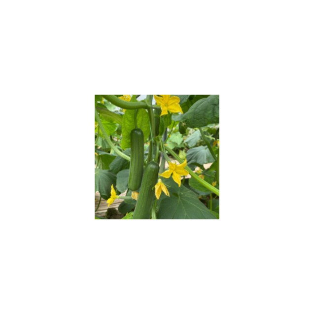 Αγγούρι κοντό Shivas F1 100σπόρων Fytro – Αναβαθμίζει άμεσα τον χώρο σου | iroots.gr