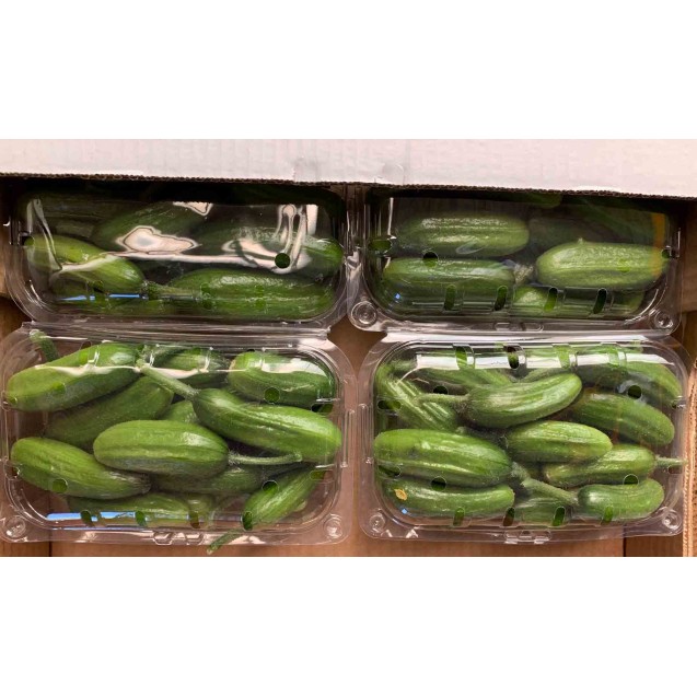 Αγγούρι κοντό σνακ Fortuna F1 100 σπόρων Fytro – Δημιουργεί αίσθηση πολυτέλειας χωρίς κόπο | iroots.gr