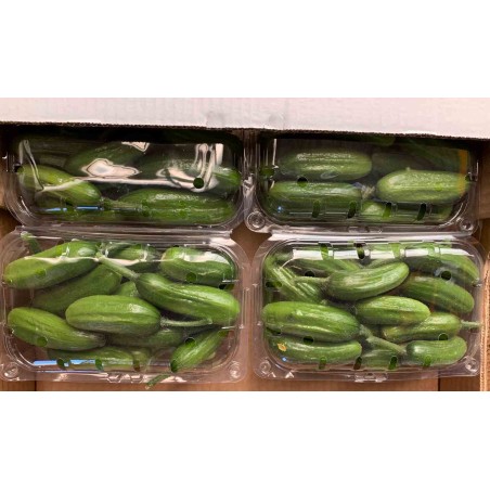 Αγγούρι κοντό σνακ Fortuna F1 100 σπόρων Fytro – Δημιουργεί αίσθηση πολυτέλειας χωρίς κόπο | iroots.gr