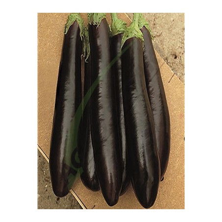 Μελιτζάνα Karnazy F1 Lark seeds 500σπόρων