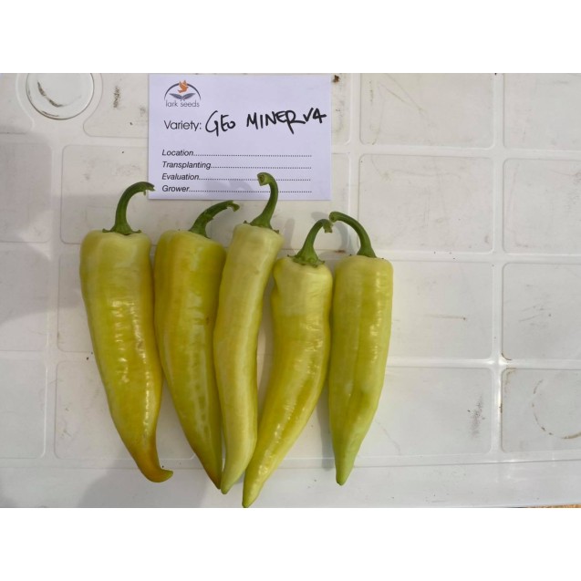Πιπεριά μακρυά Geominerva F1 500 σπόρων Lark seeds – Δημιουργεί αίσθηση πολυτέλειας χωρίς κόπο | iroots.gr