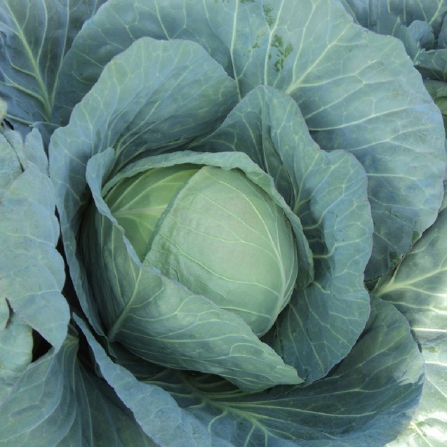 Λάχανο Da Capo F1 2500sd Fytro – Ταιριάζει σε κάθε μοντέρνο ή επαγγελματικό χώρο | iroots.gr