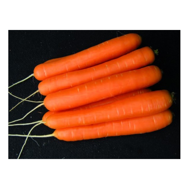 Καρότο Santorin clause F1 100.000 σπόρων – Δημιουργεί αίσθηση πολυτέλειας χωρίς κόπο | iroots.gr