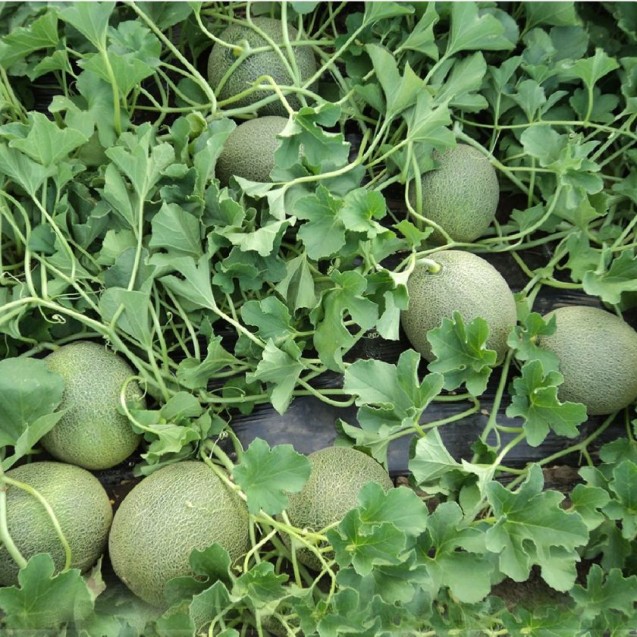 Πεπόνι August (Eliott) F1 500σπόρων Fytro – Δίνει premium χαρακτήρα στο περιβάλλον | iroots.gr