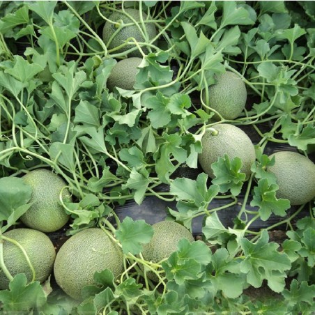 Πεπόνι August (Eliott) F1 500σπόρων Fytro – Δίνει premium χαρακτήρα στο περιβάλλον | iroots.gr