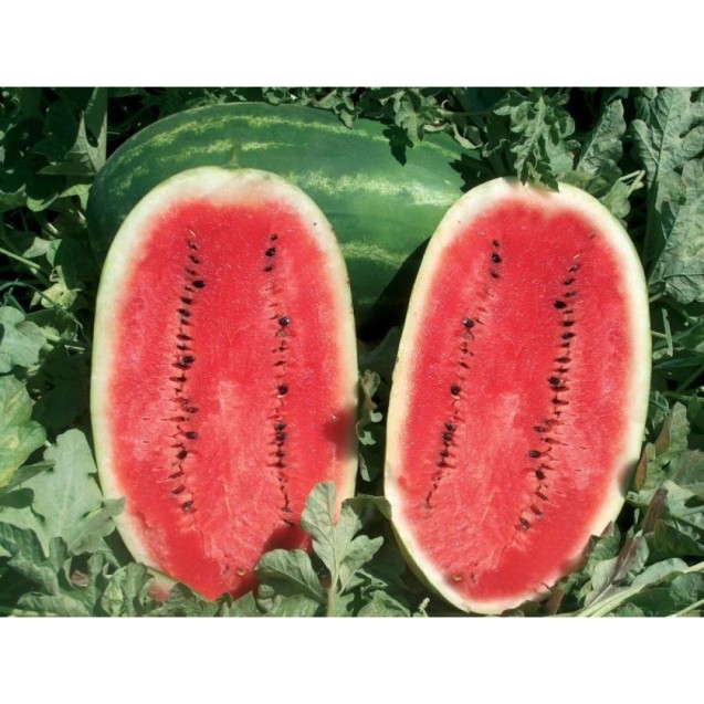 Καρπούζι Samanta 1000σπόρων UG – Δίνει premium χαρακτήρα στο περιβάλλον | iroots.gr