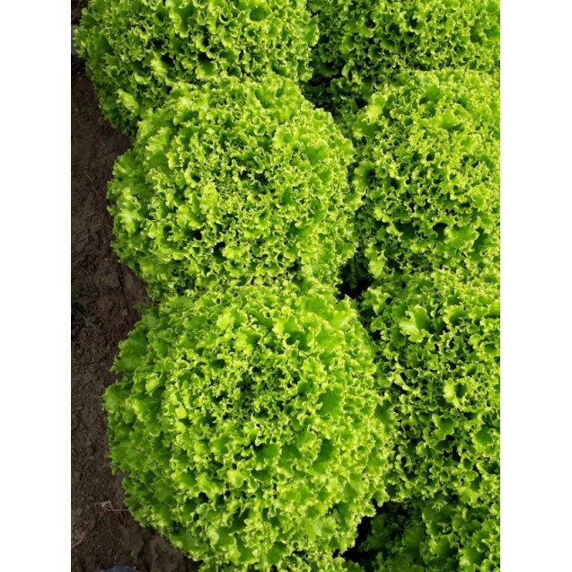 Μαρούλι Gotham Fytro 5000 σπόρων pellets – Ταιριάζει σε κάθε μοντέρνο ή επαγγελματικό χώρο | iroots.gr