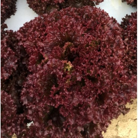 Μαρούλι Ruboise Fytro 5000 σπόρων pellets – Ταιριάζει σε κάθε μοντέρνο ή επαγγελματικό χώρο | iroots.gr