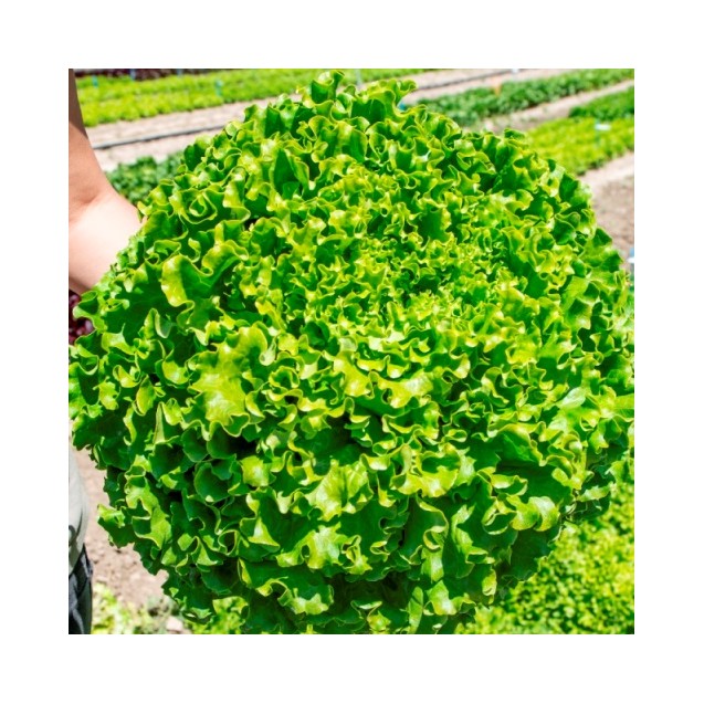 Μαρούλι Gonzaga Fytro 5000 σπόρων pellets – Ταιριάζει σε κάθε μοντέρνο ή επαγγελματικό χώρο | iroots.gr