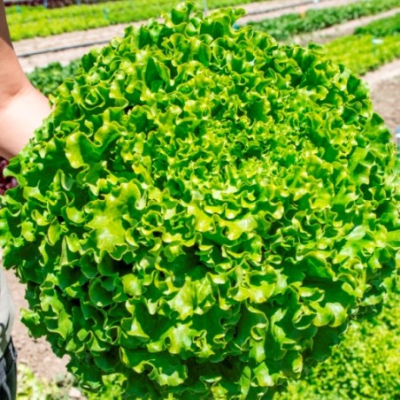 Μαρούλι Gonzaga Fytro 5000 σπόρων pellets – Ταιριάζει σε κάθε μοντέρνο ή επαγγελματικό χώρο | iroots.gr