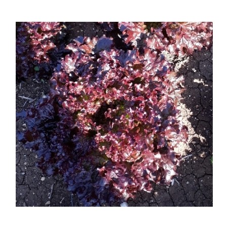 Μαρούλι Amboise Fytro 5000 σπόρων pellets – Δημιουργεί αίσθηση πολυτέλειας χωρίς κόπο | iroots.gr