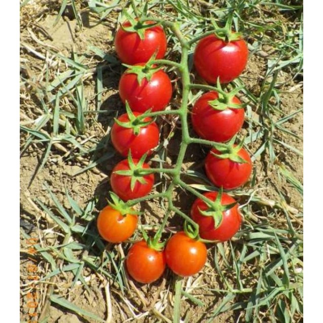 Τομάτα cherry Strombolino F1 1000σπόρων – Προσφέρει μοναδική αισθητική | iroots.gr