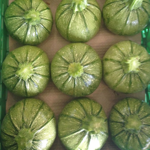 Κολοκύθι Galilee 100σπόρων Gautier seeds (Fytro)