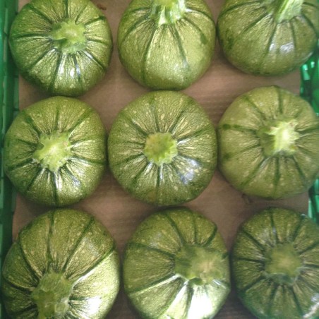 Κολοκύθι Galilee 100σπόρων Gautier seeds (Fytro)