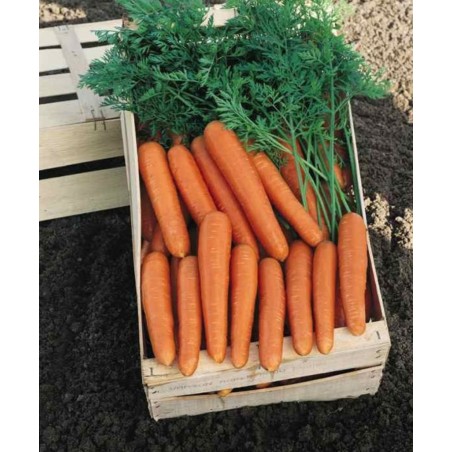 Καρότο Soprano Vilmorin F1 100.000 σπόρων – Ταιριάζει σε κάθε μοντέρνο ή επαγγελματικό χώρο | iroots.gr