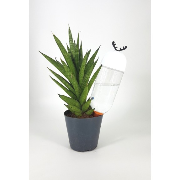 Σταλάκτης αυτόματου ποτίσματος φυτών 500 ml – Προσφέρει μοναδική αισθητική | iroots.gr