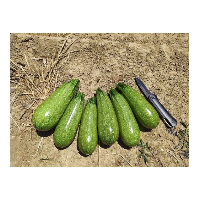 Κολοκύθι Mexicana F1 Σπύρου 500 σπόρων – Ταιριάζει σε κάθε μοντέρνο ή επαγγελματικό χώρο | iroots.gr