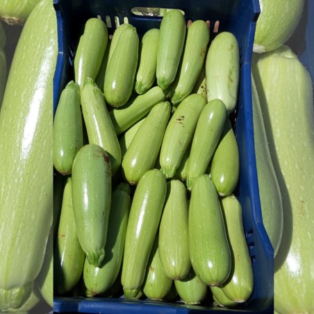Κολοκύθι CLARO F1 (πρώην GREEN BUSH 3) 500 σπόρων (Bejo seeds)
