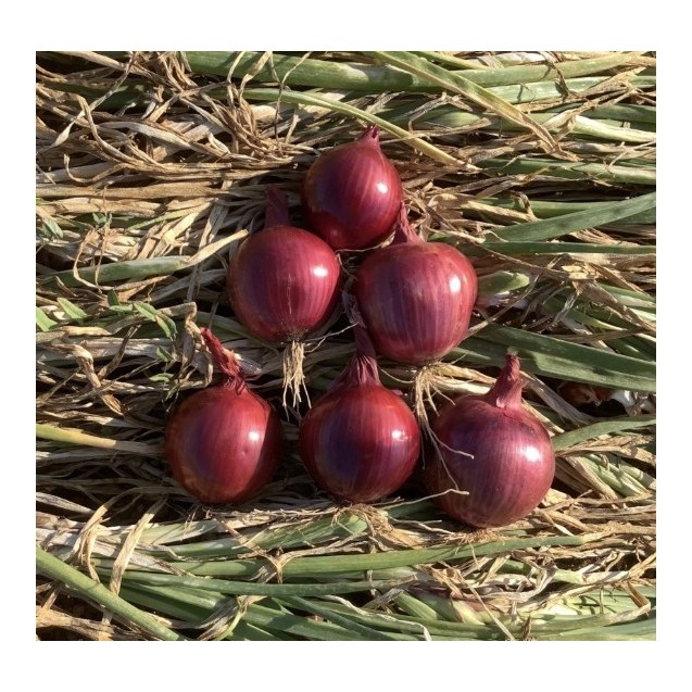 Κρεμμύδι Red Clay F1 Bejo 250.000 σπόρων (ανοιξιάτικο)