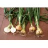 Κρεμμύδι VALENCIANA TEMPRANA (DE GRANO) ΟRTIS (ανοιξιάτικο)