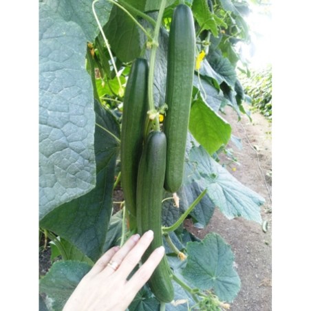 ΑΓΓΟΥΡΙ MUSTANG F1 Φάκελος 20 σπόρων – Δημιουργεί αίσθηση πολυτέλειας χωρίς κόπο | iroots.gr