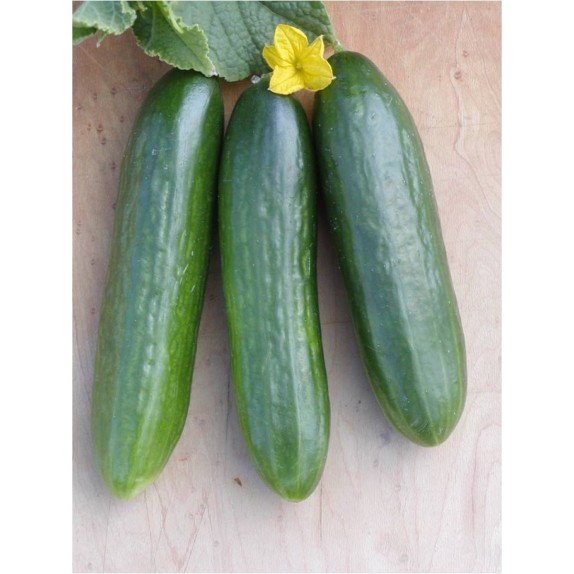 ΑΓΓΟΥΡΙ ΒΕΤΗ ALPHA EURO Φάκελος 50 γραμ. – Ταιριάζει σε κάθε μοντέρνο ή επαγγελματικό χώρο | iroots.gr