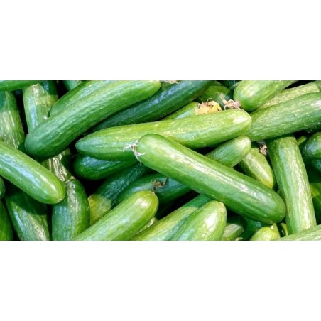 ΑΓΓΟΥΡΙ SAMIA F1 (708) UG Φάκελος 100 σπόρων – Δίνει premium χαρακτήρα στο περιβάλλον | iroots.gr