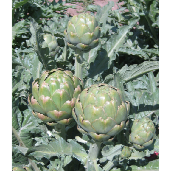 ΑΓΚΙΝΑΡΑ IMPERIAL STAR F1 Φάκελος 100 σπόρων – Προσφέρει μοναδική αισθητική | iroots.gr