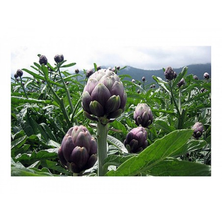 ΑΓΚΙΝΑΡΑ ΚΟΚΚΙΝΗ VIOLET DE PROVENCE Φάκελος 25 γραμ.