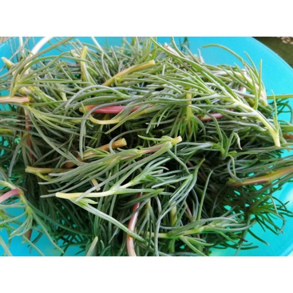 ΑΛΜΥΡΑ Φάκελος 50 γραμ. – Προσφέρει μοναδική αισθητική | iroots.gr