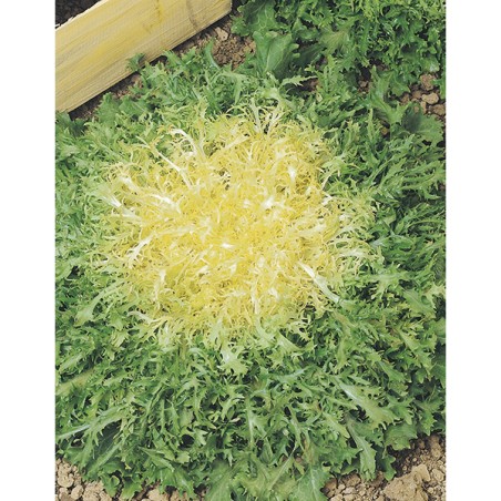 ANTIΔΙ WALLONNE EURO Φάκελος 25 γραμ. – Δημιουργεί αίσθηση πολυτέλειας χωρίς κόπο | iroots.gr