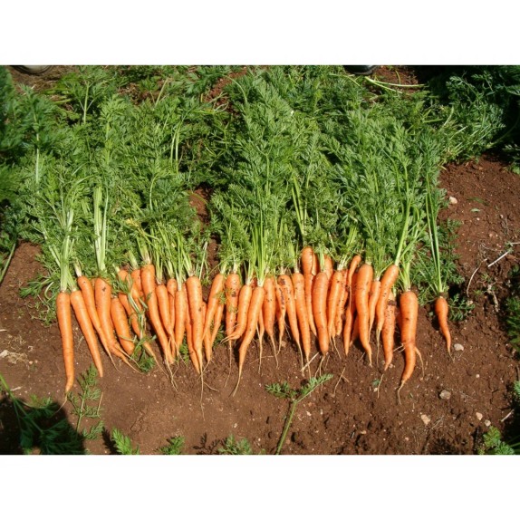 ΚΑΡΟΤΟ NANTES FORTO UG Φάκελος 25 γραμ. – Δημιουργεί αίσθηση πολυτέλειας χωρίς κόπο | iroots.gr