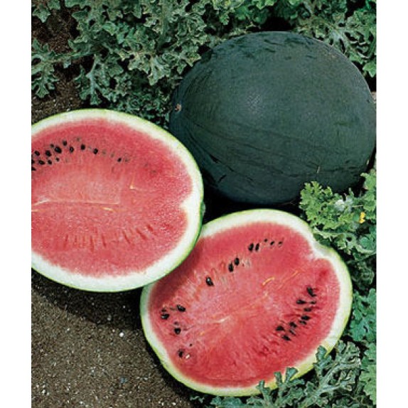 ΚΑΡΠΟΥΖΙ SUGAR BABY Φάκελος 25 γραμ. – Αναβαθμίζει άμεσα τον χώρο σου | iroots.gr