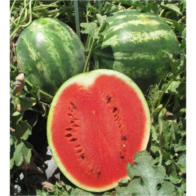 ΚΑΡΠΟΥΖΙ CRIMSON SWEET CALIFORNIA UG Μεταλ. Κυτίο 100 γραμ. – Δίνει premium χαρακτήρα στο περιβάλλον | iroots.gr