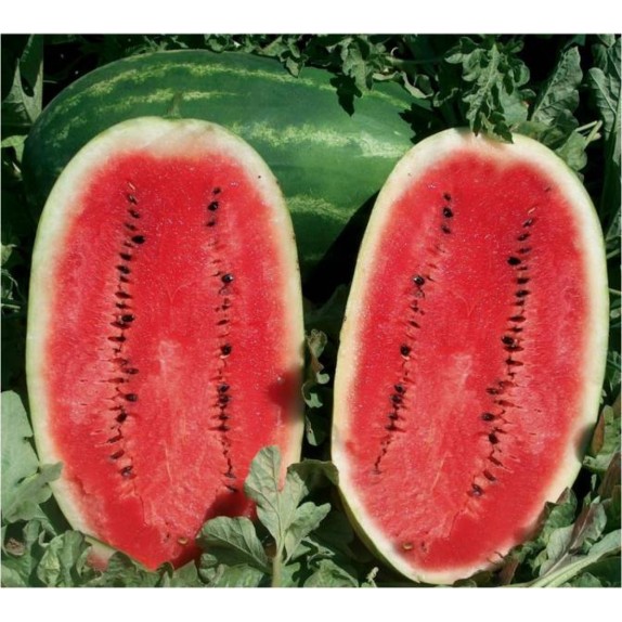 ΚΑΡΠΟΥΖΙ EARLY SAMANTA F1 Φάκελος 50 σπόρων – Αναβαθμίζει άμεσα τον χώρο σου | iroots.gr