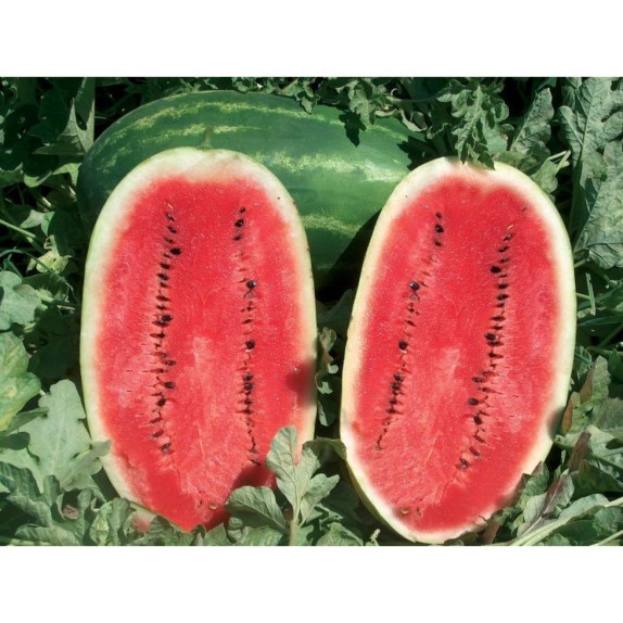 ΚΑΡΠΟΥΖΙ SAMANTA F1 Φάκελος 50 σπόρων – Αναβαθμίζει άμεσα τον χώρο σου | iroots.gr