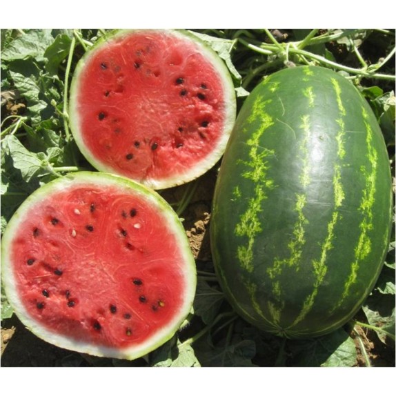 ΚΑΡΠΟΥΖΙ MARBELLA F1 Φάκελος 50 σπόρων – Δίνει premium χαρακτήρα στο περιβάλλον | iroots.gr