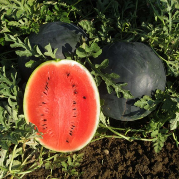 ΚΑΡΠΟΥΖΙ mini-midi CALIMERO F1 Φάκελος 50 σπόρων – Αναβαθμίζει άμεσα τον χώρο σου | iroots.gr