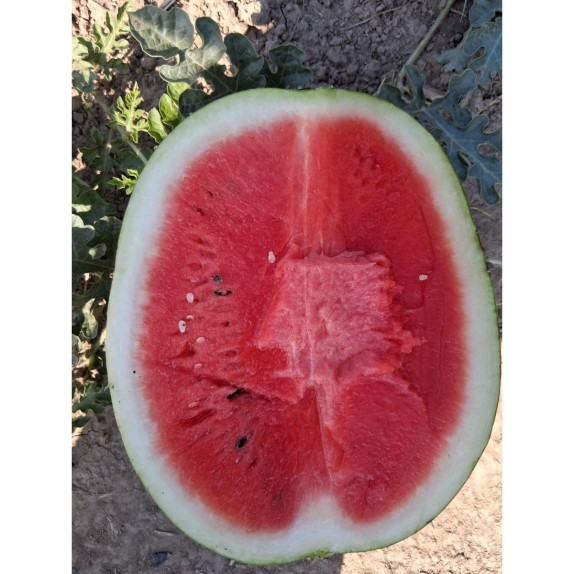 ΚΑΡΠΟΥΖΙ 610 F1 Φάκελος 50 σπόρων – Δίνει premium χαρακτήρα στο περιβάλλον | iroots.gr