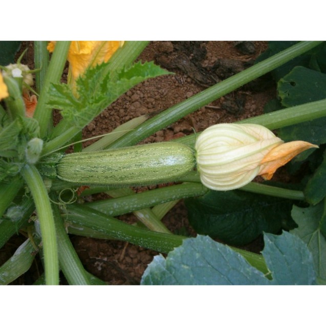 ΚΟΛΟΚΥΘΙ GHEPPIO F1 BAYER SEMINIS Μεταλ. Κυτίο 100 γραμ. – Προσφέρει μοναδική αισθητική | iroots.gr