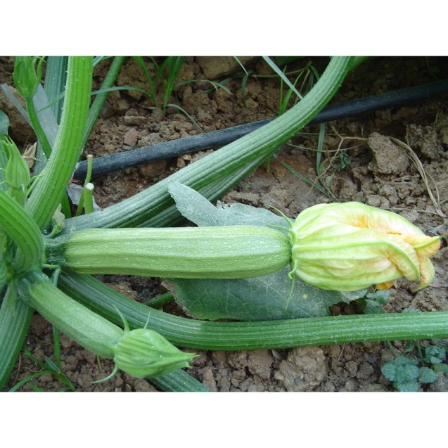 ΚΟΛΟΚΥΘΙ KAVEIROS F1 (GINA) Φάκελος 25 γραμ. – Δημιουργεί αίσθηση πολυτέλειας χωρίς κόπο | iroots.gr