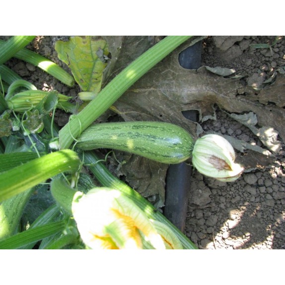 ΚΟΛΟΚΥΘΙ PATROKLOS F1 Φάκελος 100 σπόρων – Δίνει premium χαρακτήρα στο περιβάλλον | iroots.gr