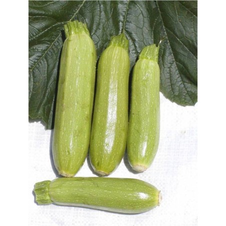 ΚΟΛΟΚΥΘΙ ROMINA F1 Φάκελος 50 σπόρων – Αναβαθμίζει άμεσα τον χώρο σου | iroots.gr